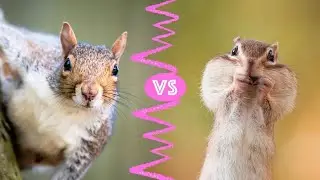 Chipmunks vs. Squirrels: What&rsquo;s the Difference?