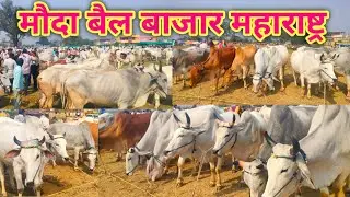 बैल बाजार महाराष्ट्र मौदा 🔝 बैल बाजार विदर्भ 🔃 बैल बाजार नागपुर महारष्ट्र ♉ bail bazaar 