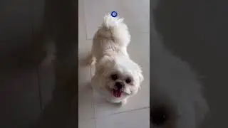 #dog#dogs#dogshorts#doglife #dogvideos#youtube#youtubeshorts#trending#trendingshorts #puppy#puppies