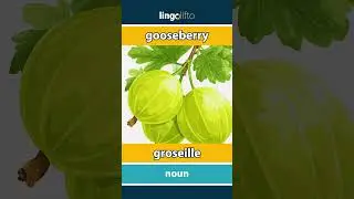 🇬🇧🇫🇷 gooseberry - groseille : learn English : apprenons l'anglais : vocabulary builder