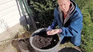 Growing Container Garlic 2025 plus Winter Carrot Storage zone 5