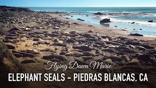 VLOG 15: Elephant Seal Rookery of Piedras Blancas, CA