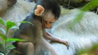 Sweet Moment: Newborn Baby Monkey Gives a Gentle Kiss to Mom