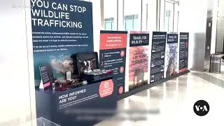 Wildlife trafficking has become big problem for US | VOANews