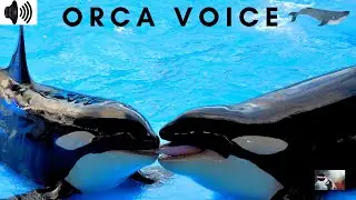 ORCA VOICE | CALLS | SLOSHING | BLAST SPOUT | TRIZZLER|