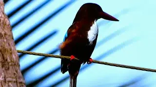 The Symphony of Stillness: Relaxing Music and the Kingfisher, a peaceful relaxation