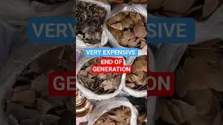 Pangolin Facts Endangered Animal Awareness