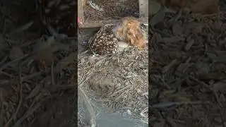 What Happened To This Chicken? #backyardchickens