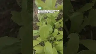 koyo biasane gusti amin #dailyvlog #dailyfarm #dailylife #dailyshorts