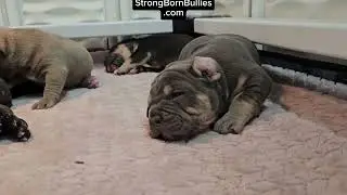 ABKC Standard American Bully Puppies ❤️ Oklahoma Strongbornbullies.com #puppy #bullybully #doglover