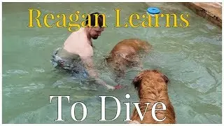 Golden Retriever Swimming Underwater | Oshies World