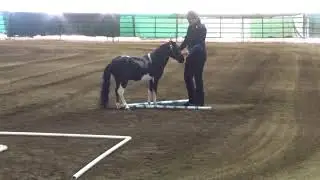 Mojo Halter Obstacle Corning 2018