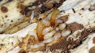 Termimesh System | Waipahu, HI - Bowman Termite & Pest Management