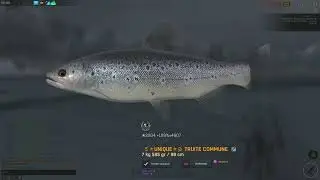 Fisher Online - Winter Fairy Tale 2025 - Truite commune (River Trout)