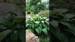 #GREEN TOUR#УВЛЕЧЕННАЯ САДОМ#САД В СРЕДНЕЙ ПОЛОСЕ#BEAUTIFUL GARDEN#ЭКСКУРСИЯ ПО САДУ#
