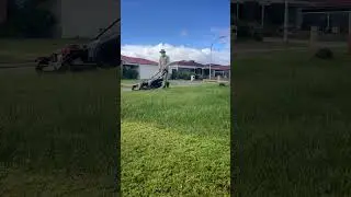 How do you get rid of Winter Grass!?