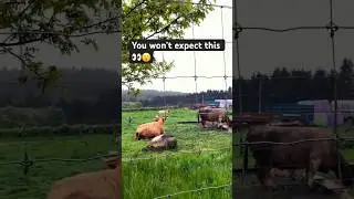 Highland cows, just standing there like they owned the land #nextstopwalkingtour #travel #shortvideo