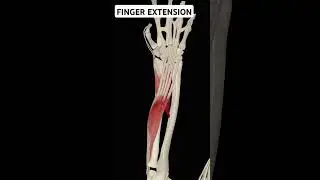 Finger Extension #shortsfeed #shortsviral #shortsyoutube