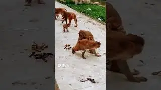 Growing Up Together: Baby Monkey Family | @successmindmantra_avtar #viral #trending