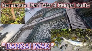 Berburu Ikan di Sungai Barito | Semua Jenis Ikan Banyak yang Tepar 