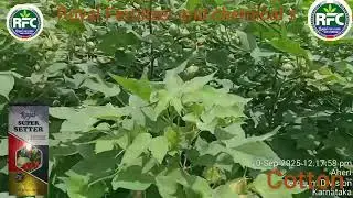 Royal Fertilizer and chemical Royal super seter product used cotton plat 
