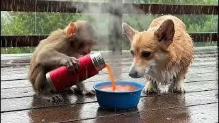 These are small but meaningful actions from Mono and Sunny. #aicatloveryou #cat #animal #monkey