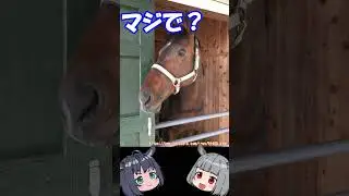 種付けが滅茶苦茶馬種牡　ウインバリアシオン #競馬 #jra #種牡馬