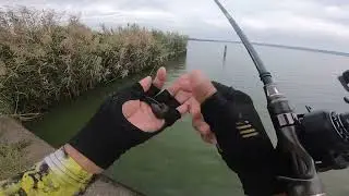 【IMAKATSU】フラシュリンプでアオコ直下のエビ喰いデカバスアイランド！北浦本湖編。ちんぺーヒッツ