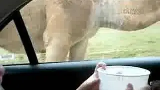 Killer Camel