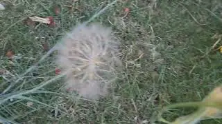 זקן תיש ארוך לאחר הפריחה Tragopogon longirostris