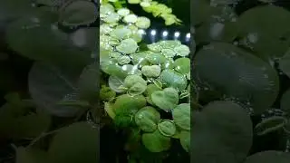 Neocaridina Cherry Shrimp Colony