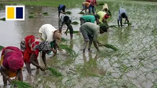 The looming global rice crisis