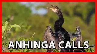 Anhinga Calls and Sounds