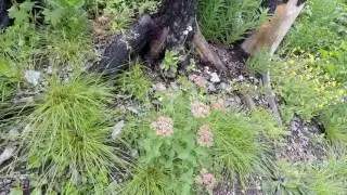 Spring Flowers at west of Glacier National Park,  June16,2017