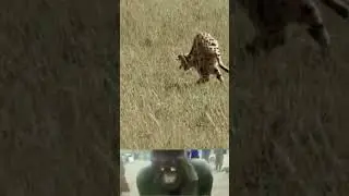 Wild cheetah surprised attack on sparrow 😱 | Funny animal video | #wildlife #shorts