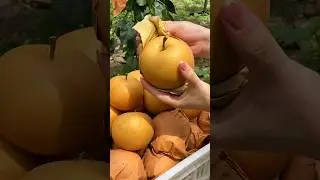Juicy Sweet Japanese Pears #satisfying #fruit #agriculture
