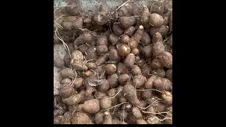 HOW TO GROW EDDOE FOR HUGE SUCESSES