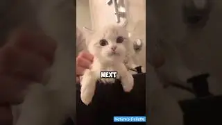 Enchanted Cats &bull; #shorts#catvideo#cutecat