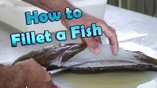 How to Fillet a Fish, Coral Trout, Mackerel or Pelagic