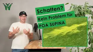 Moos? Niemals! Poa Supina &ndash; DAS Schattenrasen-Geheimnis f&uuml;r sattes Gr&uuml;n