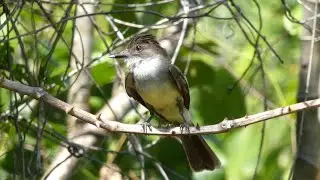 Short-Crested Flycatcher (Myiarchus ferox) vocalizing in French Guiana