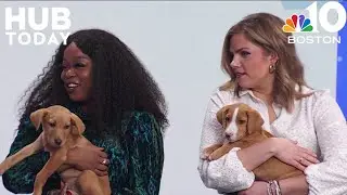 Learning about the Hills Welcome Home campaign and winter pet tips | The Hub Today
