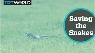 Conservationists in Uganda say that most snakes are harmless