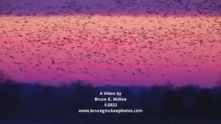 Sandhill Cranes, Platte River, NE  2023
