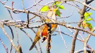 What Makes the Grey-Backed Thrush&rsquo;s Song So Special?