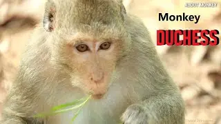 Good Job Mom Duchess!!,Adorable Baby Monkey Dakota Grow Up Fast And Happy Playing With Friends