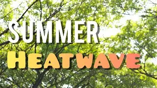 The sound of cicadas on a hot summer day