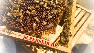 Kovanın Krali&ccedil;e Değişimi İstemesi (SUPERSEDURE)