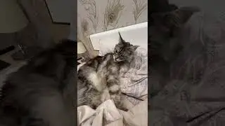 daddy's favorite pillow❣️#gelicoon #mainecoongelic #mainecoon #catlover #cutecat #cats #мейнкунгелик