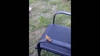 Shooting bugs with nerf guns